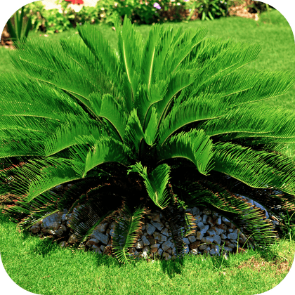 //mybleen.com/cdn/shopifycloud/storefront/assets/no-image-2048-a2addb12.gif
