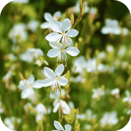 //mybleen.com/cdn/shopifycloud/storefront/assets/no-image-2048-a2addb12.gif