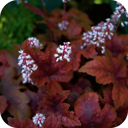 //mybleen.com/cdn/shopifycloud/storefront/assets/no-image-2048-a2addb12.gif