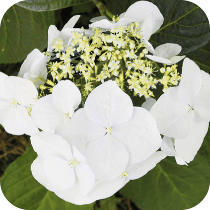 //mybleen.com/cdn/shopifycloud/storefront/assets/no-image-2048-a2addb12.gif
