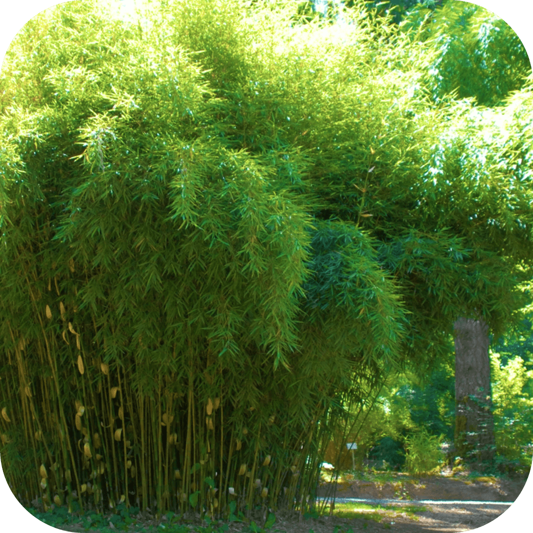 //mybleen.com/cdn/shopifycloud/storefront/assets/no-image-2048-a2addb12.gif