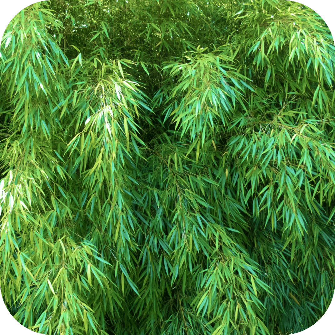 //mybleen.com/cdn/shopifycloud/storefront/assets/no-image-2048-a2addb12.gif