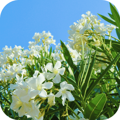 //mybleen.com/cdn/shopifycloud/storefront/assets/no-image-2048-a2addb12.gif