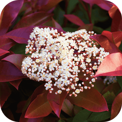 //mybleen.com/cdn/shopifycloud/storefront/assets/no-image-2048-a2addb12.gif