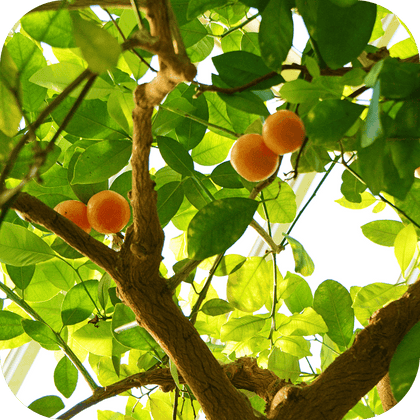 //mybleen.com/cdn/shopifycloud/storefront/assets/no-image-2048-a2addb12.gif
