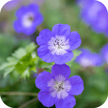 //mybleen.com/cdn/shopifycloud/storefront/assets/no-image-2048-a2addb12.gif