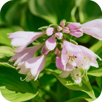 //mybleen.com/cdn/shopifycloud/storefront/assets/no-image-2048-a2addb12.gif