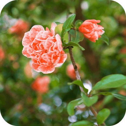 //mybleen.com/cdn/shopifycloud/storefront/assets/no-image-2048-a2addb12.gif