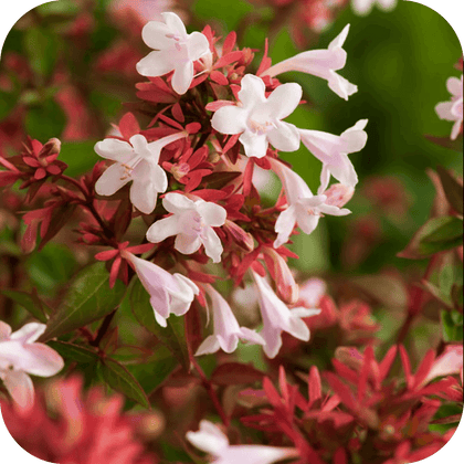//mybleen.com/cdn/shopifycloud/storefront/assets/no-image-2048-a2addb12.gif