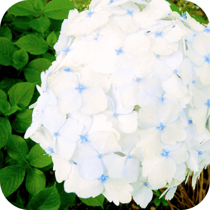 //mybleen.com/cdn/shopifycloud/storefront/assets/no-image-2048-a2addb12.gif