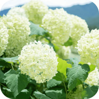 //mybleen.com/cdn/shopifycloud/storefront/assets/no-image-2048-a2addb12.gif