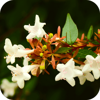 //mybleen.com/cdn/shopifycloud/storefront/assets/no-image-2048-a2addb12.gif