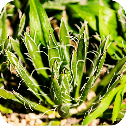 //mybleen.com/cdn/shopifycloud/storefront/assets/no-image-2048-a2addb12.gif
