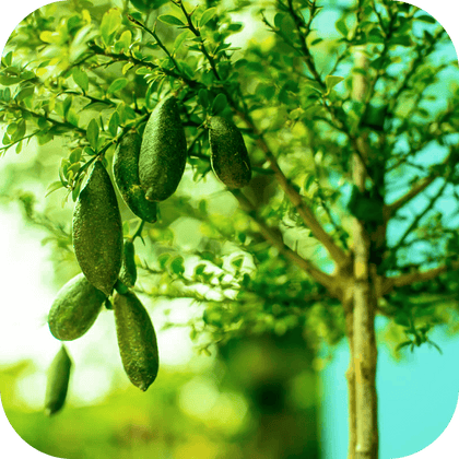 //mybleen.com/cdn/shopifycloud/storefront/assets/no-image-2048-a2addb12.gif