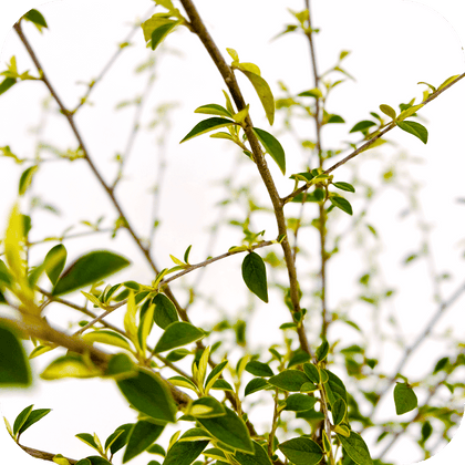 //mybleen.com/cdn/shopifycloud/storefront/assets/no-image-2048-a2addb12.gif