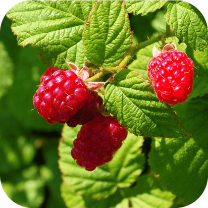 //mybleen.com/cdn/shopifycloud/storefront/assets/no-image-2048-a2addb12.gif