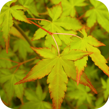 //mybleen.com/cdn/shopifycloud/storefront/assets/no-image-2048-a2addb12.gif