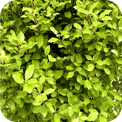 //mybleen.com/cdn/shopifycloud/storefront/assets/no-image-2048-a2addb12.gif