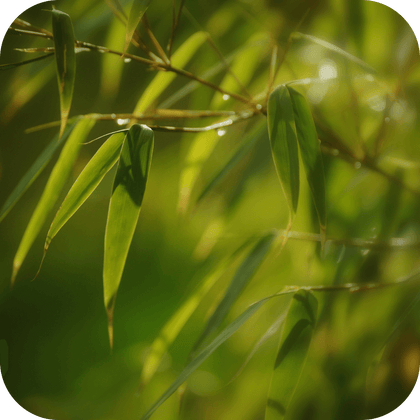 //mybleen.com/cdn/shopifycloud/storefront/assets/no-image-2048-a2addb12.gif