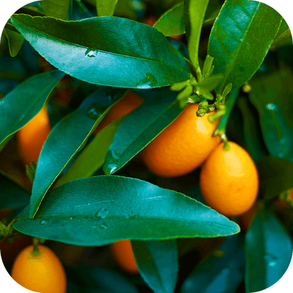 //mybleen.com/cdn/shopifycloud/storefront/assets/no-image-2048-a2addb12.gif