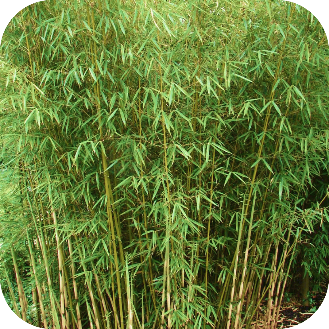 //mybleen.com/cdn/shopifycloud/storefront/assets/no-image-2048-a2addb12.gif