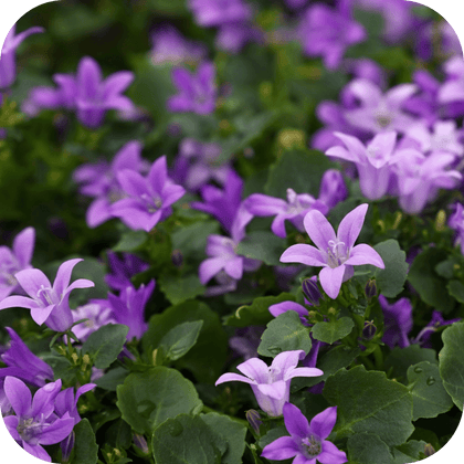 //mybleen.com/cdn/shopifycloud/storefront/assets/no-image-2048-a2addb12.gif