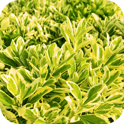 //mybleen.com/cdn/shopifycloud/storefront/assets/no-image-2048-a2addb12.gif