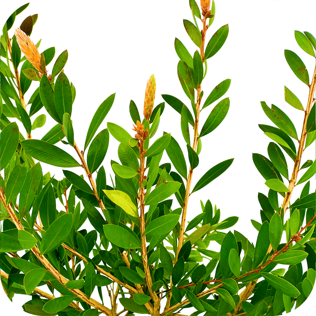 //mybleen.com/cdn/shopifycloud/storefront/assets/no-image-2048-a2addb12.gif