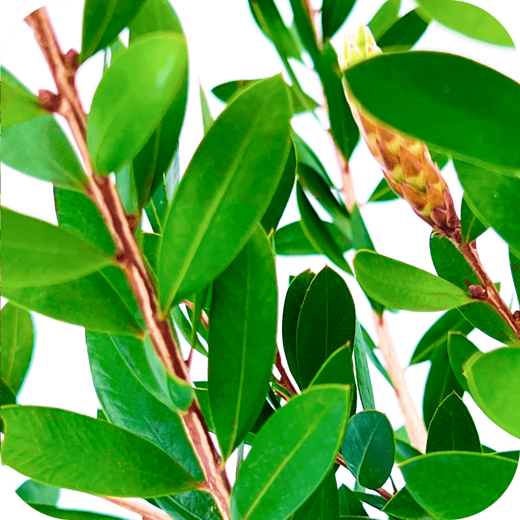 //mybleen.com/cdn/shopifycloud/storefront/assets/no-image-2048-a2addb12.gif