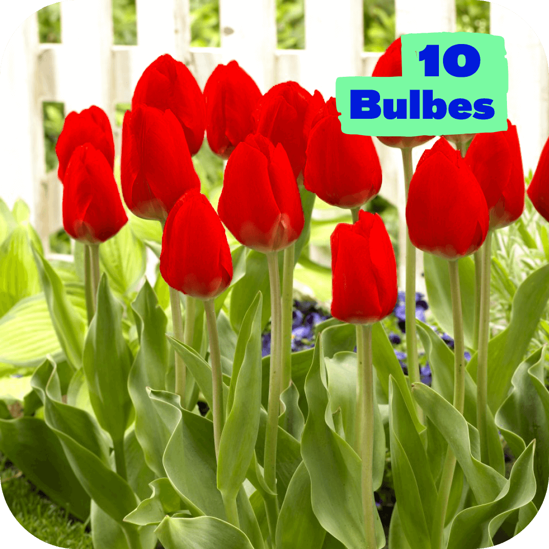 Comment plantez les bulbes de tulipes ?