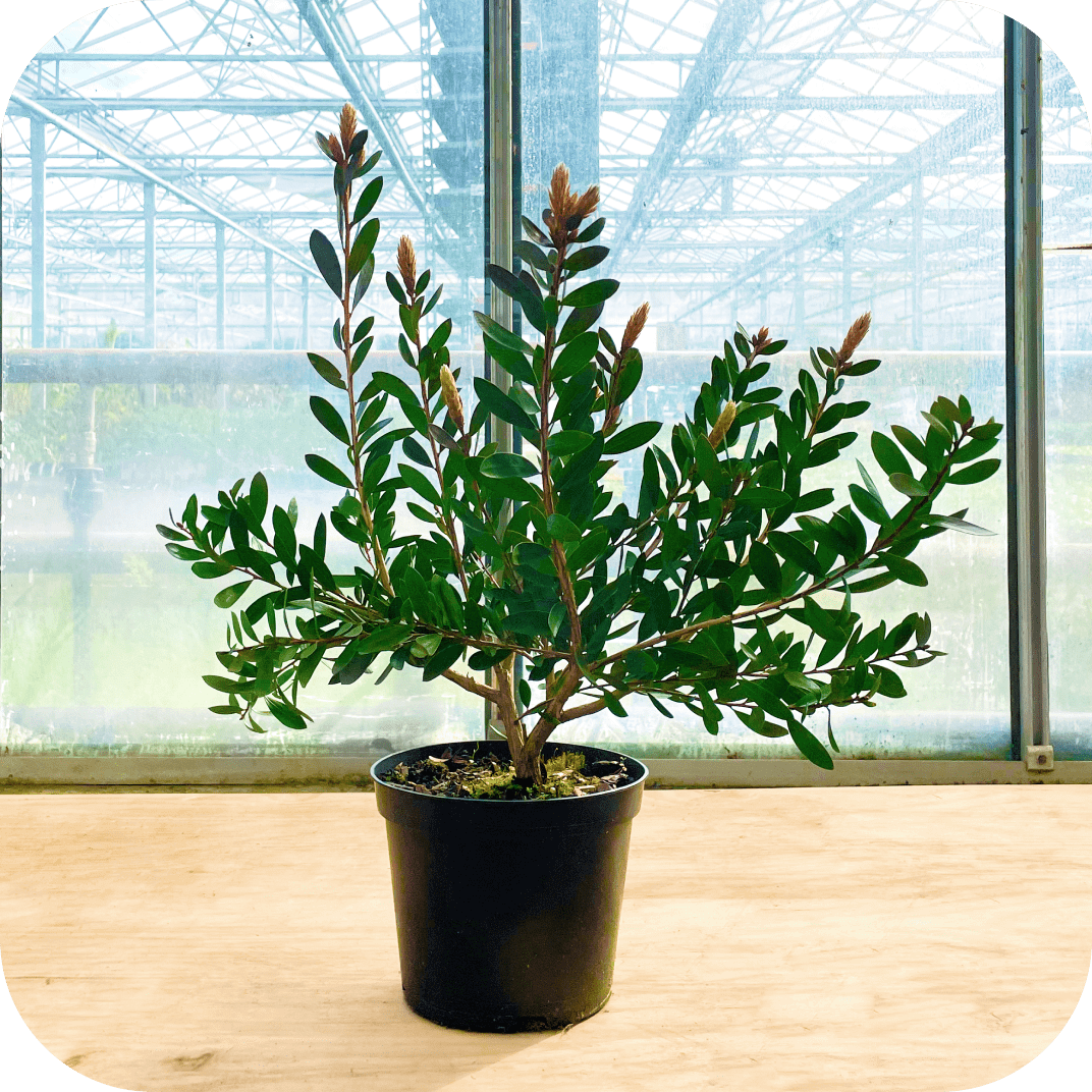 //mybleen.com/cdn/shopifycloud/storefront/assets/no-image-2048-a2addb12.gif