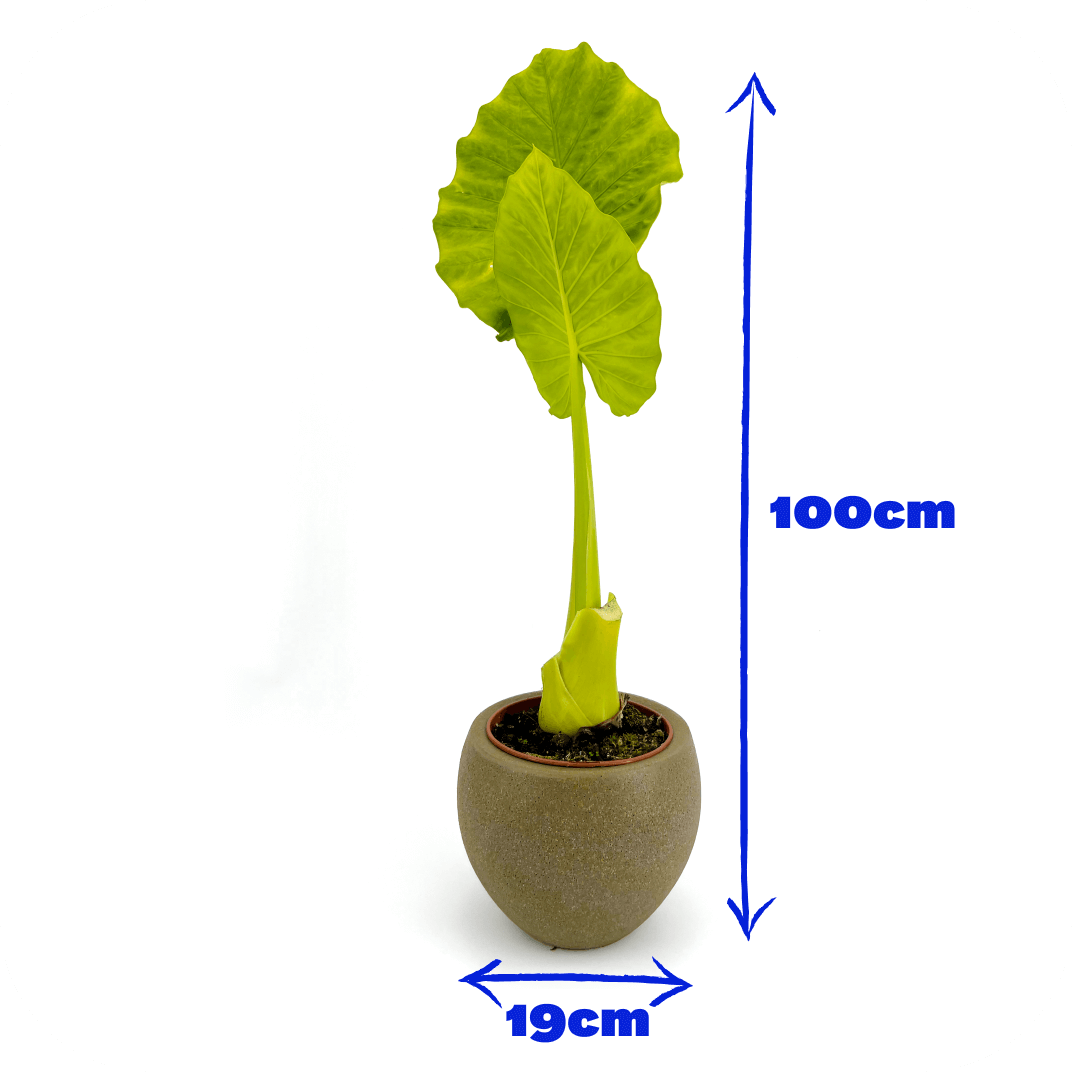 //mybleen.com/cdn/shopifycloud/storefront/assets/no-image-2048-a2addb12.gif
