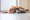 Golden Retriever avec chat blanc et gris. 