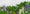 Plantes aromatiques.