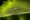 Moustique sur feuille.