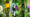 Le catalogue des mauvaises herbes
