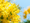 Mimosa, splendeur jaune : illumine ton jardin et tes papilles