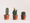 Cactus ou Succulentes : Les différences à connaître