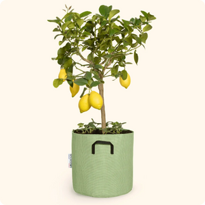 Pot en géotextile parfait por les plantes aromatiques, citronniers...