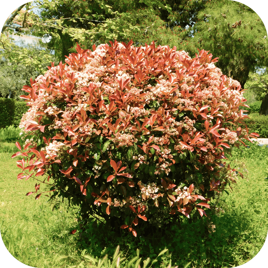 Photinia Red Carpet x3
