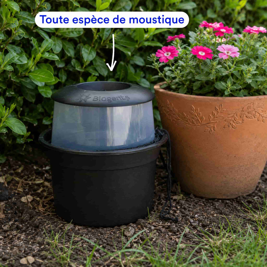 Piège pondoir à moustiques (x2)