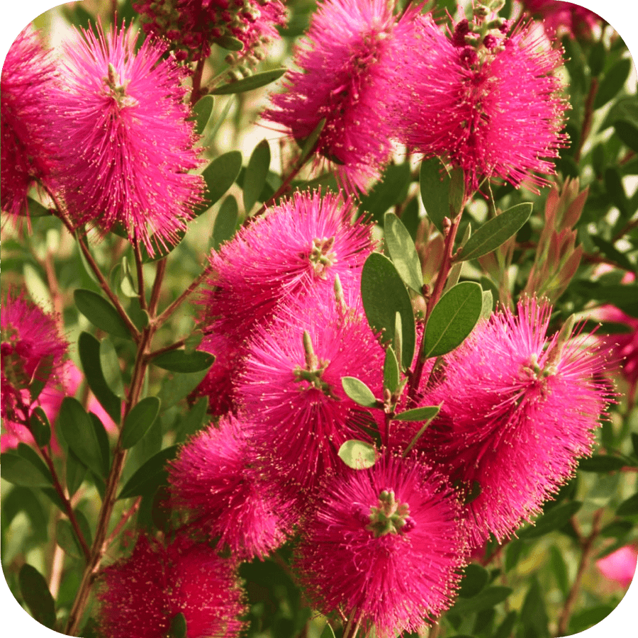 Callistemon Rince-Bouteille x3