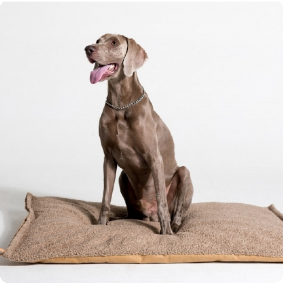 Coussin pour chien beige