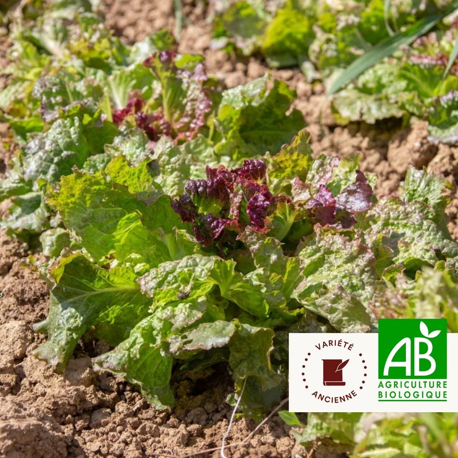 Laitue Batavia rouge Grenobloise