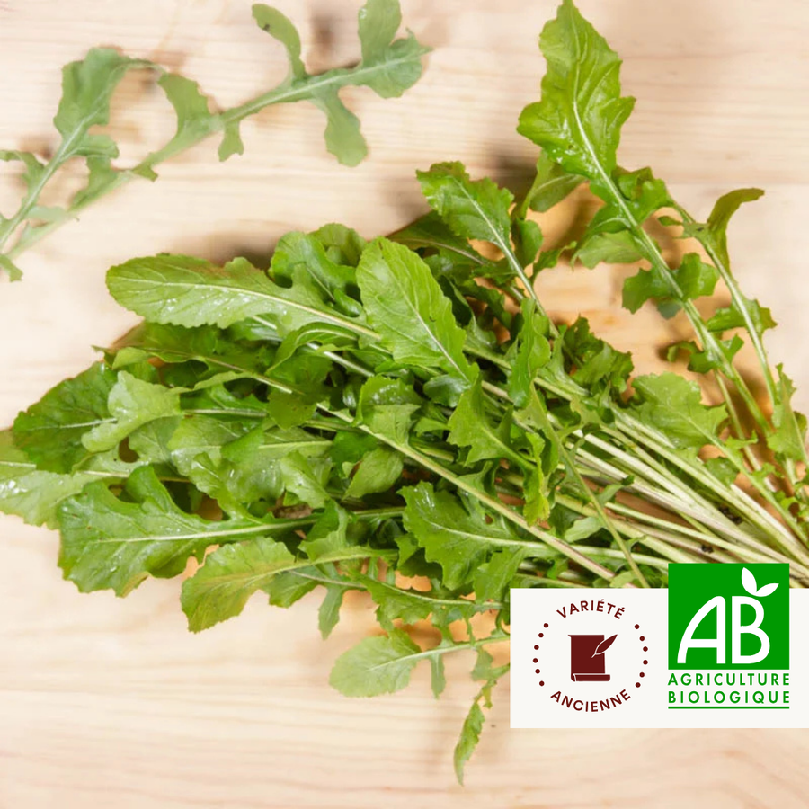 Roquette cultivée