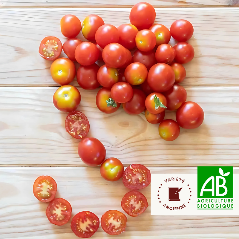 Tomate-Cerise Rouge Précoce Délice du Jardinier