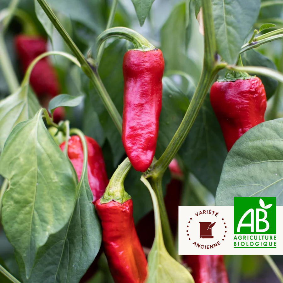 Piment Fort Rouge/De Mi-Saison D’Espelette / Gorria