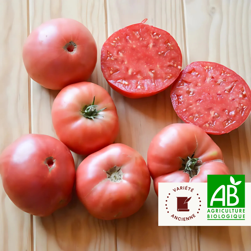 Tomate Rose Tardive Ponderosa Pink