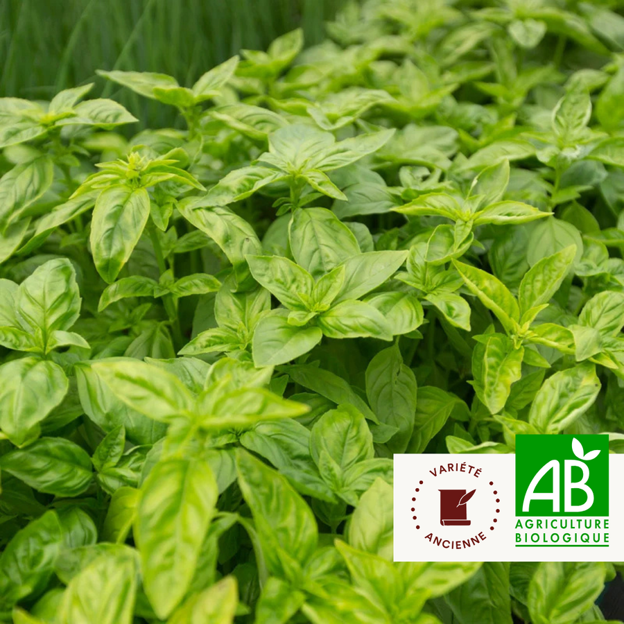 Basilic Grand Vert