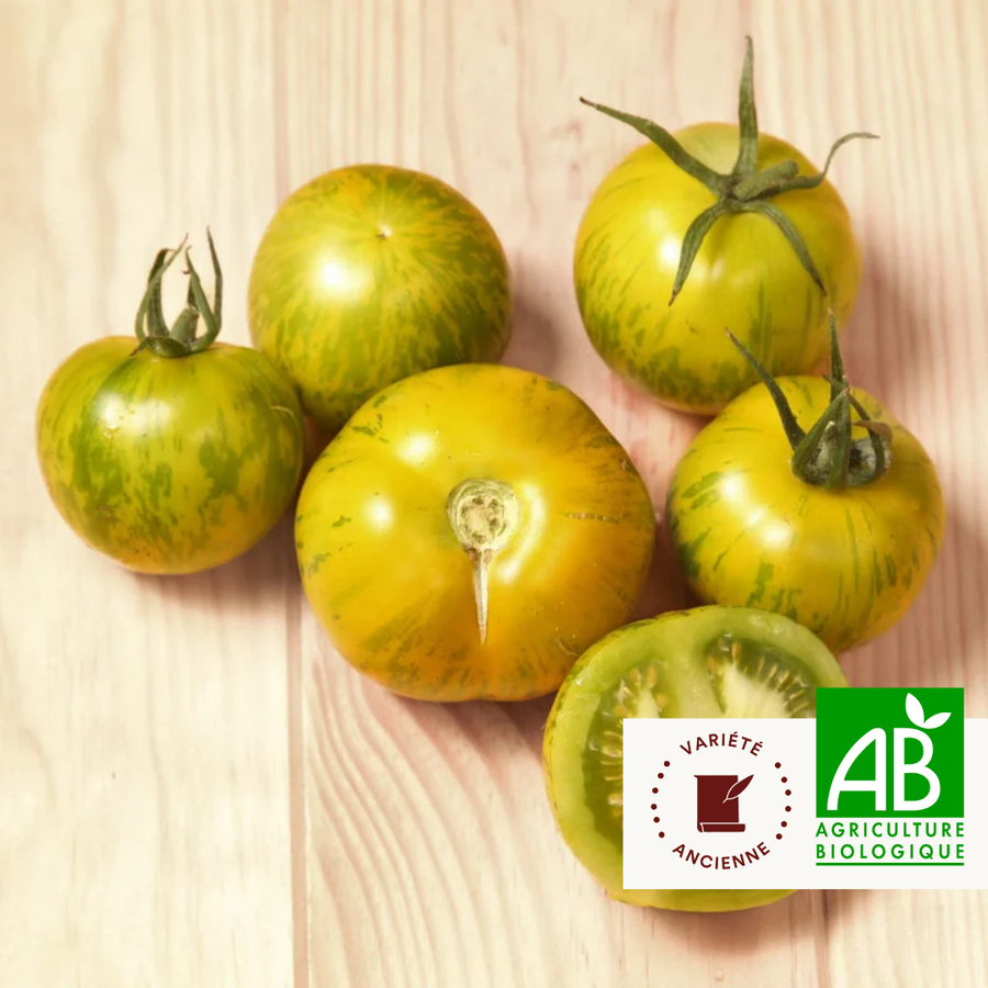 Tomate Verte Mi-Saison Green Zebra